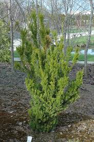 Anthony Wayne Yew : 24 Inch