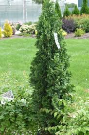 Patriot Arborvitae : 9 Foot