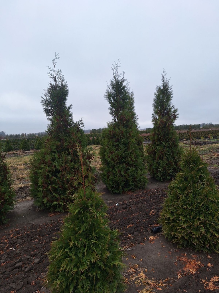 Wintergreen Arborvitae : 8 Foot