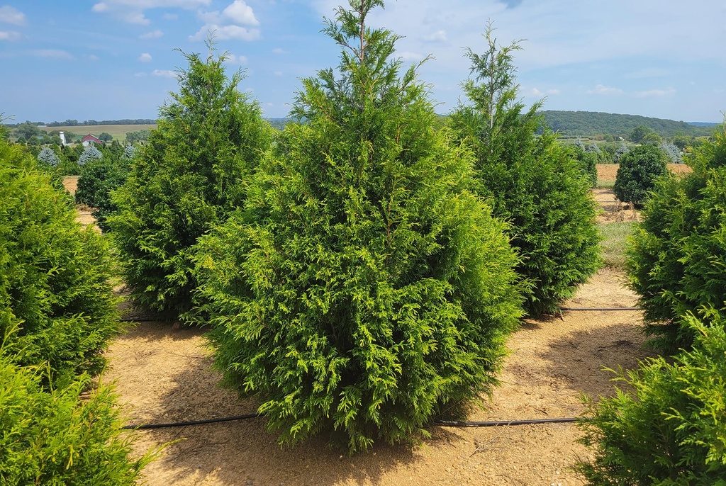 Deer Proof Arborvitae : 9 Foot