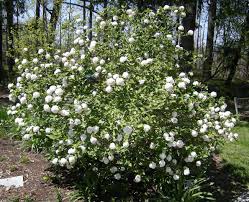Cayuga Viburnum : 2 Foot