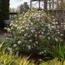 Sugar n Spice Viburnum : 1.5 Foot
