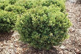 Green Mound Boxwood : 18 Inch