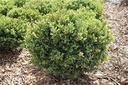 Green Mound Boxwood : 30 Inch