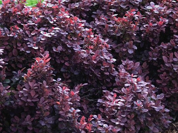 Concorde Barberry : 3 Gallon