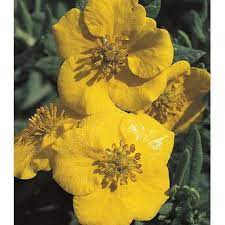Dakota Goldrush Potentilla : 3 Gallon