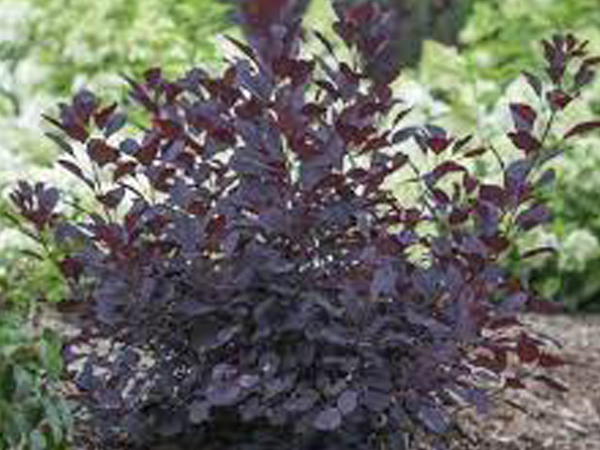 Kodiak Honeysuckle Black ® PW : 3 Gallon