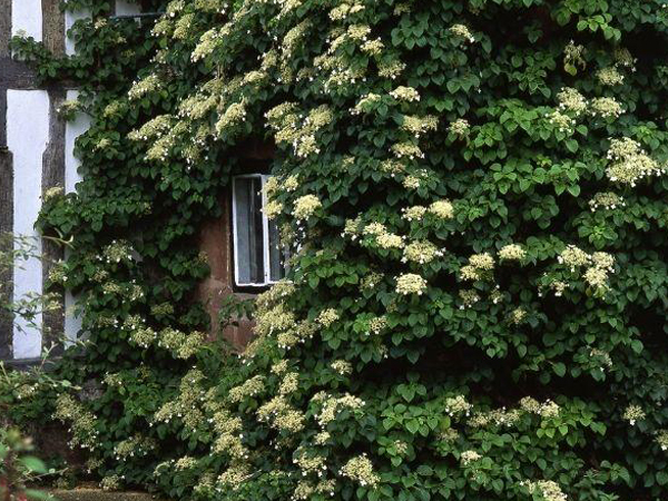 Climbing Hydrangea : 5 Gallon