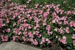 Nearly Wild Shrub Rose : 3 Gallon