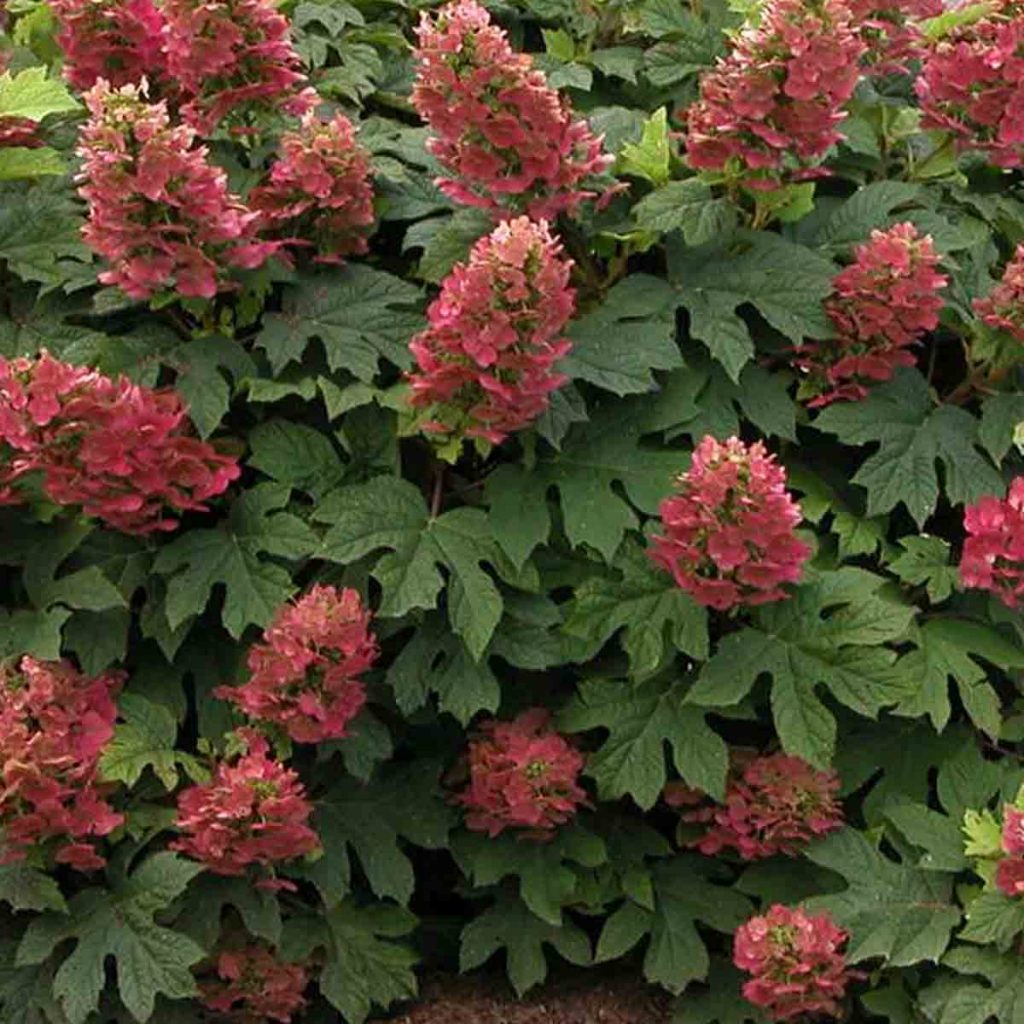Ruby Slippers Hydrangea : 3 Gallon