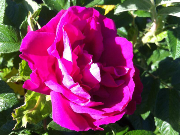 Scarlet Pavement Rose : 3 Gallon