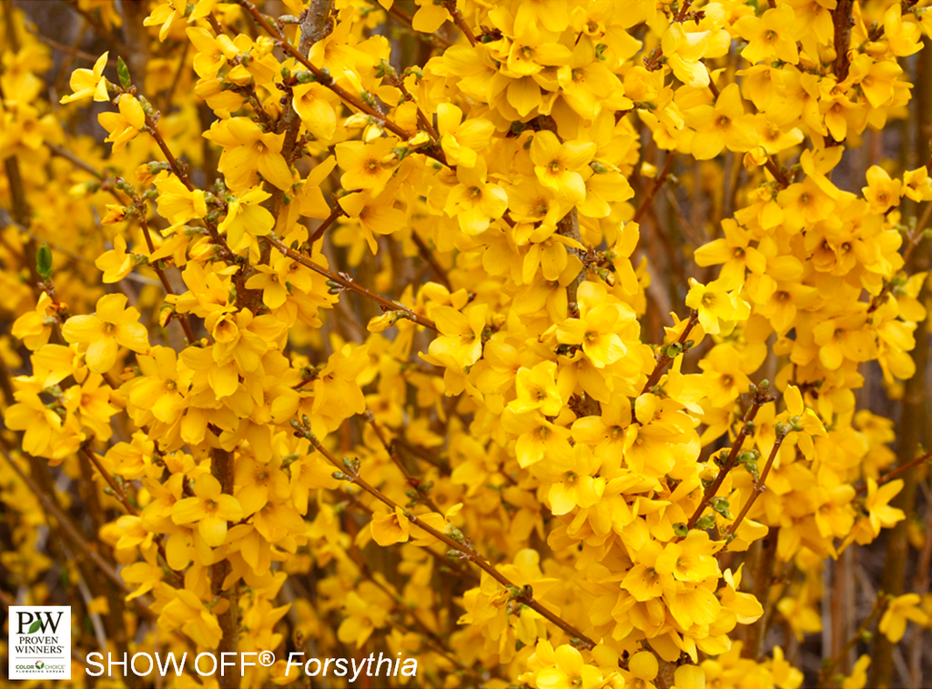 Show Off Forsythia ® PW : 3 Gallon