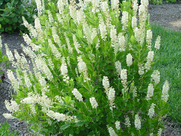 Sixteen Candles Summersweet : 3 Gallon