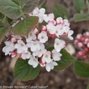Spice Girl Viburnum ® : 3 Gallon