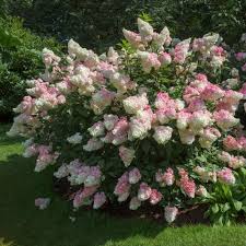 Vanilla Strawberry ® Hydrangea : 5 Gallon