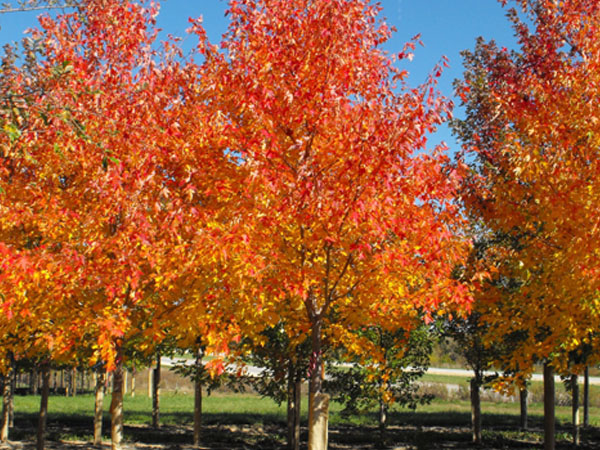 Sienna Glen Maple : 3 Inch