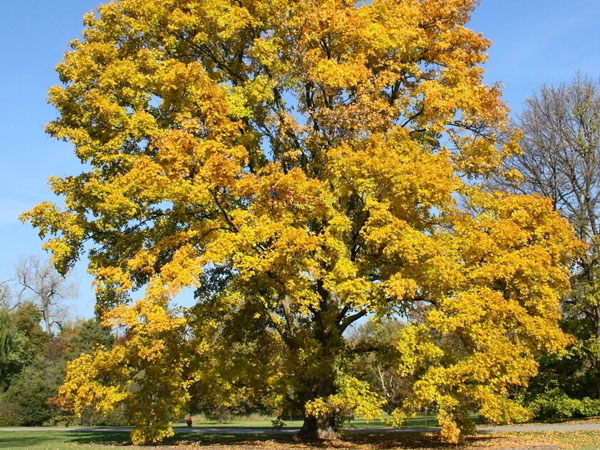 State Street Maple ™ : 2.5 Inch