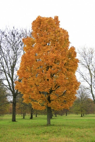 Columnar Norway Maple : 3 Inch