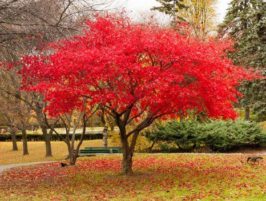 Flame Amur Maple : 6 Foot