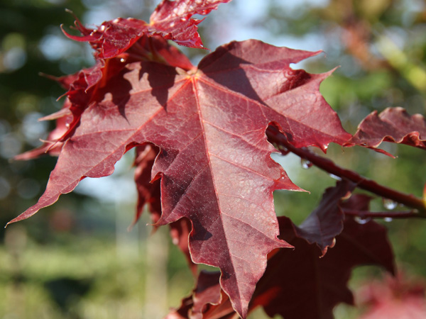 Deborah Maple : 3.5 Inch