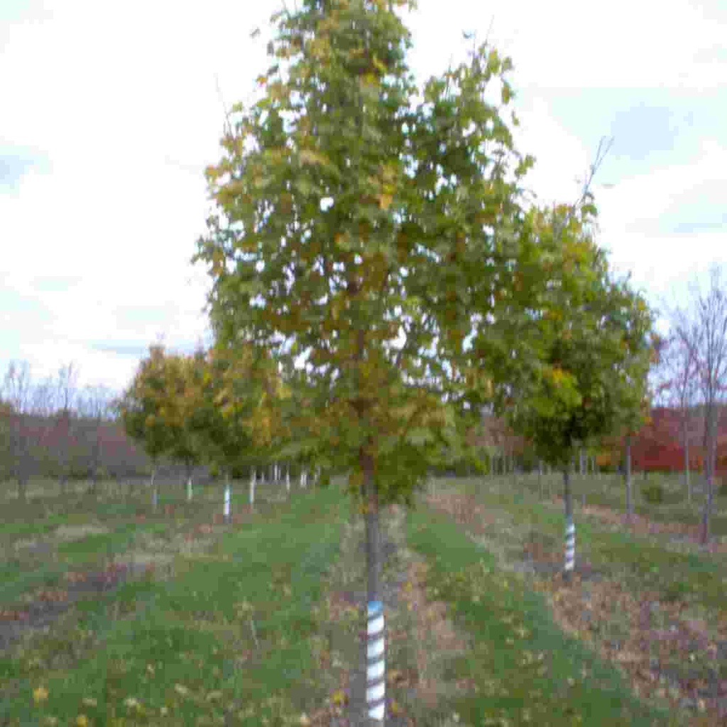 Superform Maple : 4 Inch