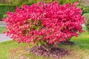 Fireball Burning Bush : 36 Inch