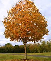 Green Mountain Sugar Maple ® : 2.5 Inch
