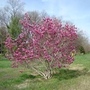 Ann Magnolia : 3 Foot