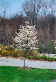 Cumulus Serviceberry : 2.5 Inch