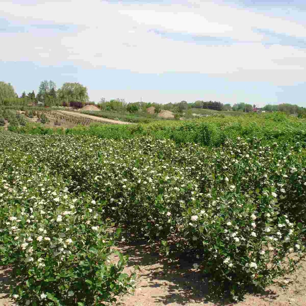 Black Chokeberry : 5 Foot