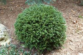 Green Gem Boxwood : 24 Inch