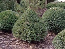 Green Mountain Boxwood : 30 Inch