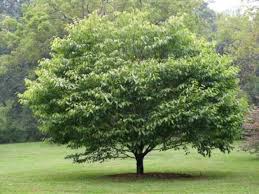 American Hornbeam : 3 Inch
