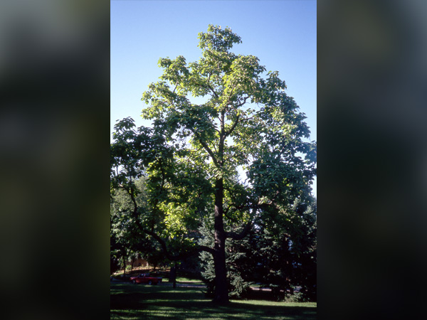 Northern Catalpa : 3.5 Inch