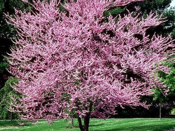 Eastern Redbud MS : 10 Foot
