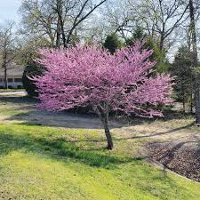 Eastern Redbud : 2.5 Inch