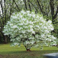 White Fringetree : 6 Foot