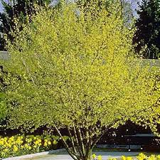 Cornelian Cherry Dogwood MS : 6 Foot