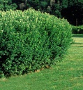 Peking Cotoneaster : 4 Foot