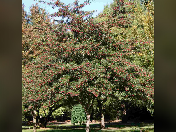 Thornless Cockspur Hawthorn : 4 Inch