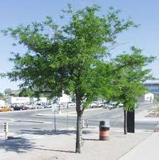 Imperial Honeylocust : 2.5 Inch