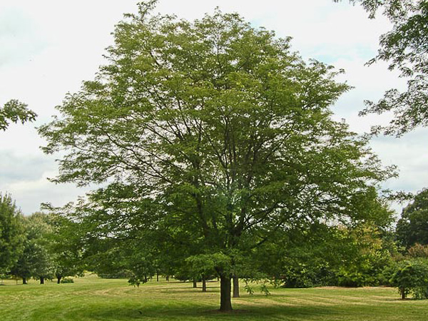 Shademaster Honeylocust : 3.5 Inch