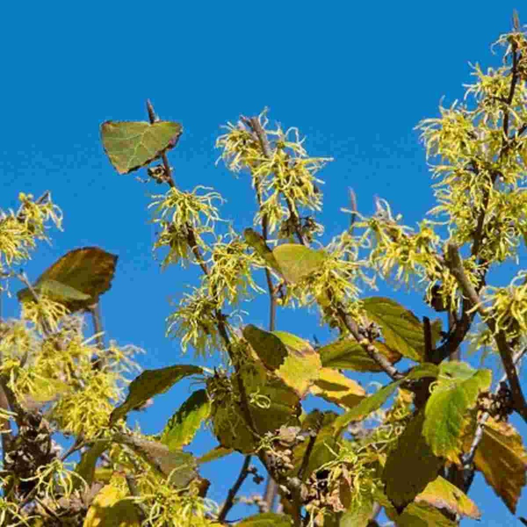 Common Witchhazel : 6 Foot