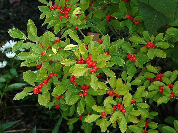 Red Sprite Winterberry : 3 Foot