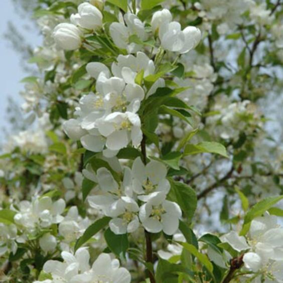 Spring Snow Crabapple : 2.5 Inch