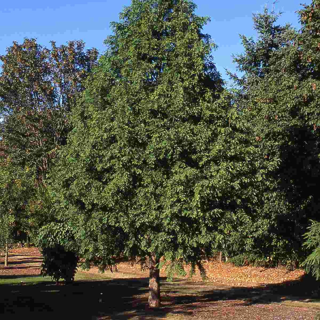 Dawn Redwood : 3.5 Inch