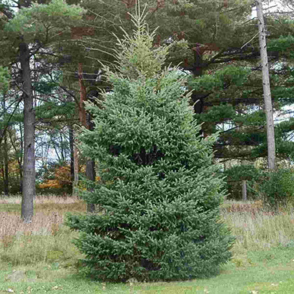 Black Hills Spruce : 7 Foot