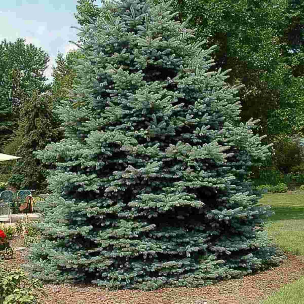 Fat Albert Spruce : 8 Foot