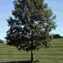White Oak : 4 Inch