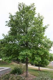 Swamp White Oak : 3 Inch